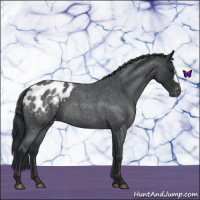 Horse Color:Blue Roan Appaloosa