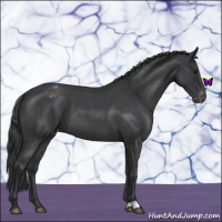 Horse Color:Blue Roan Appaloosa 