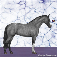 Horse Color:Blue Roan Varnish 