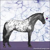 Horse Color:Blue Roan Near Leopard 