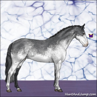 Horse Color:White Spotted Blue Roan 