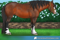Horse Color:Brown 