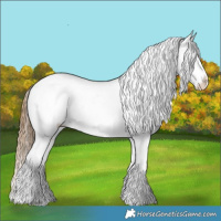 Horse Color:White Spotted Buckskin Appaloosa Rabicano 