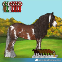 Horse Color:Liver Chestnut Sabino 