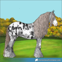 Horse Color:White Spotted Liver Chestnut Sabino Appaloosa 