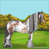 Horse Color:White Spotted Brown Appaloosa Rabicano 