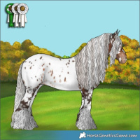 Horse Color:White Spotted Silver Brown Appaloosa 