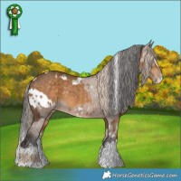 Horse Color:Chocolate Palomino Rabicano and White Spotted Liver Red Dun Splash Appaloosa Rabicano