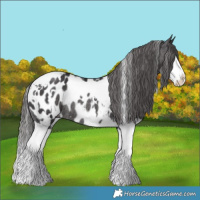 Horse Color:White Spotted Smoky Black Splash Appaloosa Rabicano 