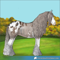 Horse Color:Liver Red Dun Splash Appaloosa Brindle 