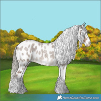 Horse Color:Liver Red Dun Roan Splash Appaloosa 