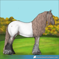 Horse Color:Liver Red Dun Tobiano Appaloosa Brindle 