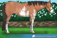 Horse Color:Bay Sabino Rabicano 