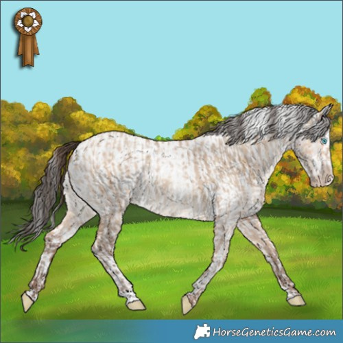 Horse Color:Amber Champagne Dun  and Liver Red Dun Roan Splash Tobiano Appaloosa 
