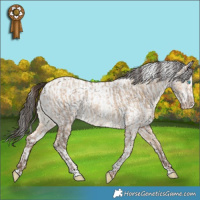 Horse Color:Amber Champagne Dun  and Liver Red Dun Roan Splash Tobiano Varnish 