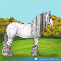 Horse Color:White Spotted Liver Red Dun Appaloosa  and Liver Red Dun Roan Appaloosa 