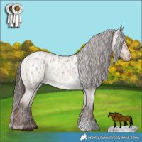 Horse Color:White Spotted Liver Red Dun Varnish  and Liver Red Dun Roan Blanket 