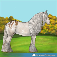 Horse Color:White Spotted Chocolate Palomino Dun Blanket Brindle 