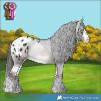 Horse Color:Liver Red Dun Splash Rabicano Brindle  and Liver Chestnut Appaloosa Rabicano 