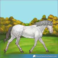 Horse Color:Liver Red Dun Roan Appaloosa Brindle 