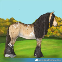 Horse Color:White Spotted Buckskin Dun Brindle 