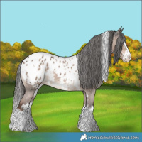 Horse Color:White Spotted Liver Red Dun Sabino Splash Appaloosa Brindle 