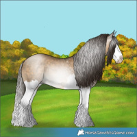 Horse Color:Gray Buckskin Pearl Splash 