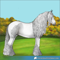 Horse Color:Gray Black Tobiano 