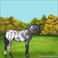 Horse Color:White Spotted Blue Roan Appaloosa 