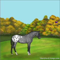 Horse Color:Blue Roan Appaloosa 