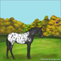 Horse Color:Blue Roan Near Leopard