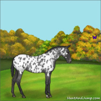 Horse Color:Blue Roan Near Leopard 