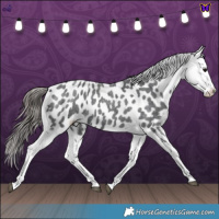 Horse Color:Blue Roan Tobiano Near Leopard 