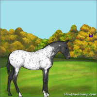 Horse Color:Blue Roan Appaloosa 