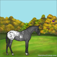 Horse Color:Blue Roan Appaloosa