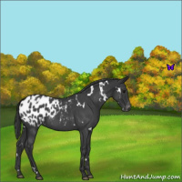 Horse Color:White Spotted Blue Roan Appaloosa 