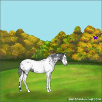 Horse Color:White Spotted Blue Roan Splash Frame Appaloosa 
