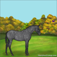 Horse Color:Blue Roan Snowflake Varnish