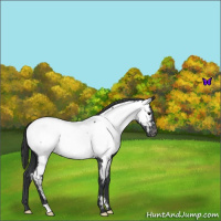 Horse Color:Blue Roan Appaloosa 
