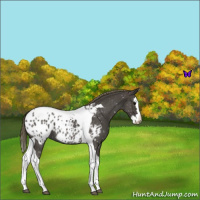 Horse Color:Smoky Blue Roan Splash Tobiano Appaloosa 