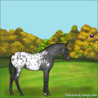 Horse Color:Blue Roan Appaloosa 