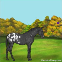 Horse Color:Blue Roan Blanket 