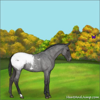Horse Color:Blue Roan Snowcap 