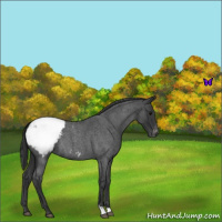 Horse Color:Blue Roan Snowcap 
