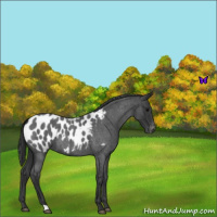Horse Color:Blue Roan Near Leopard 