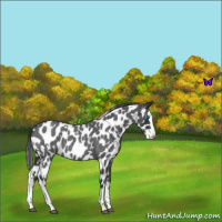 Horse Color:White Spotted Blue Roan Splash Appaloosa
