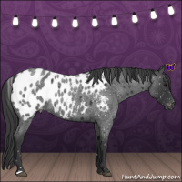 Horse Color:Blue Roan Appaloosa