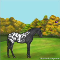 Horse Color:Blue Roan Near Leopard 