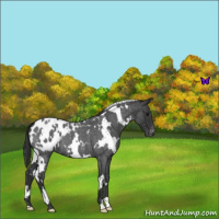 Horse Color:White Spotted Blue Roan Appaloosa 