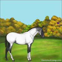 Horse Color:Blue Roan Appaloosa 